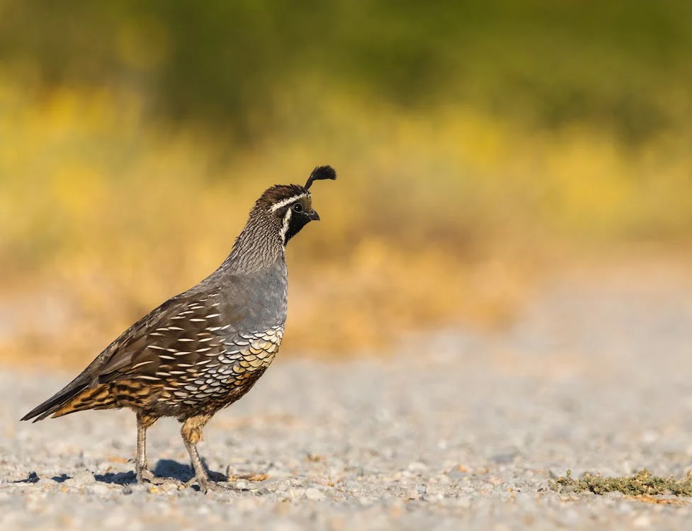 Quail Care for Beginners
