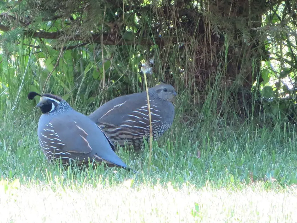 Quail Caring for Beginners
