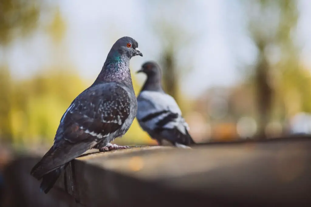 Pigeon Myths Debunked