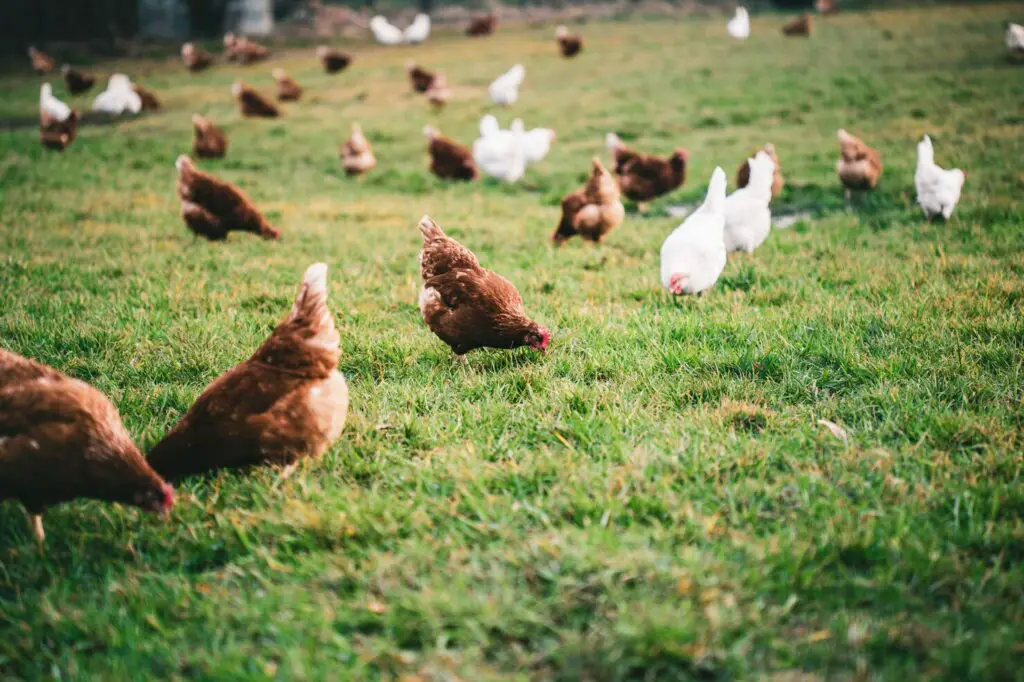 Probiotics For Chickens And Prebiotics For Chickens