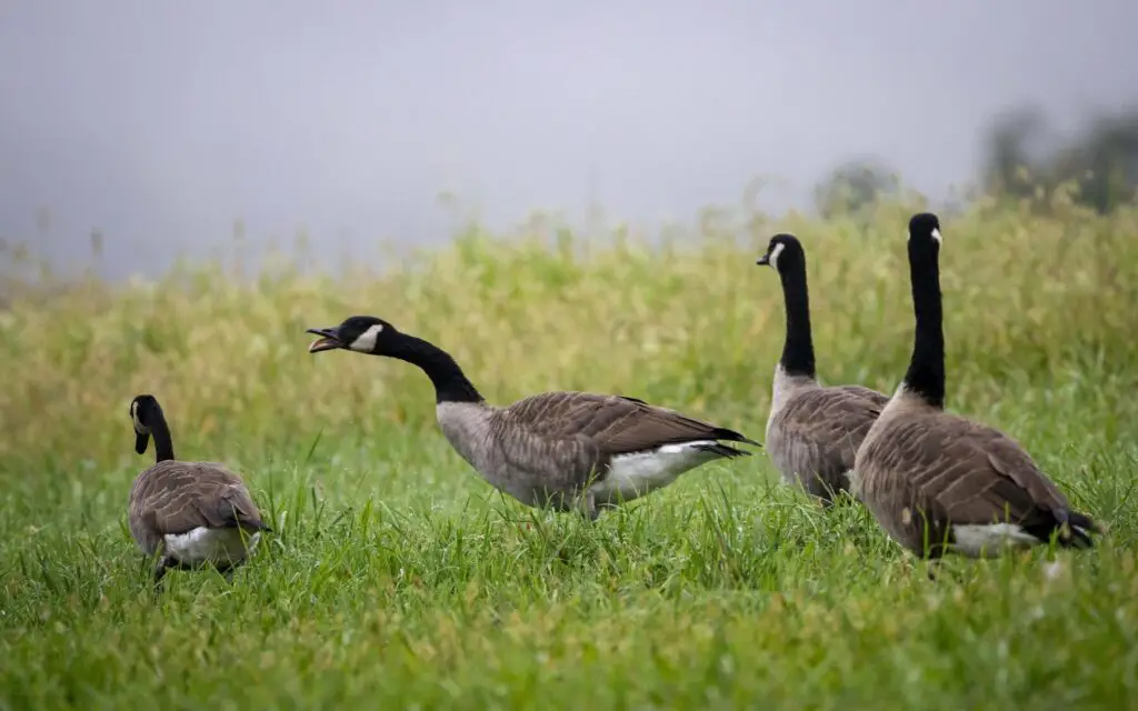 Male or Female Geese