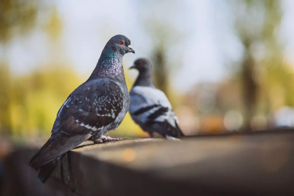 Roller Pigeon