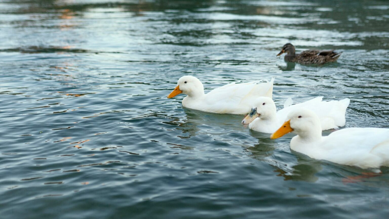 What Can You Feed Ducks: A Guide to Proper Duck Nutrition