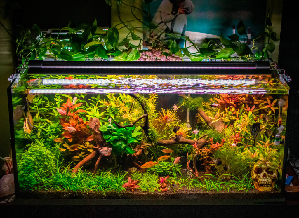 Can I use a fish tank heater for the chicken waterer? The Poultry Feed