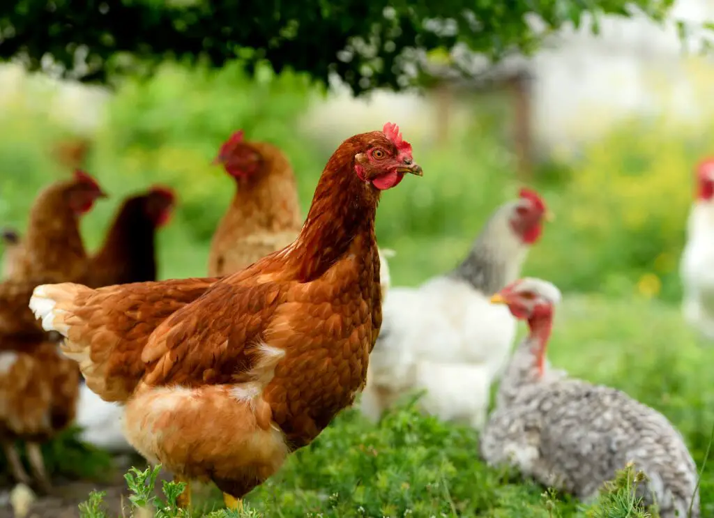Top 10 Best Supplies for Chickens
