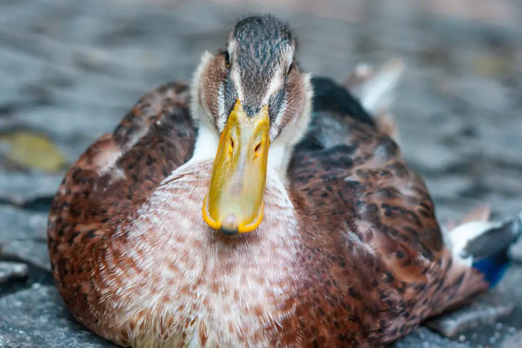What To Feed Pet Ducks? 