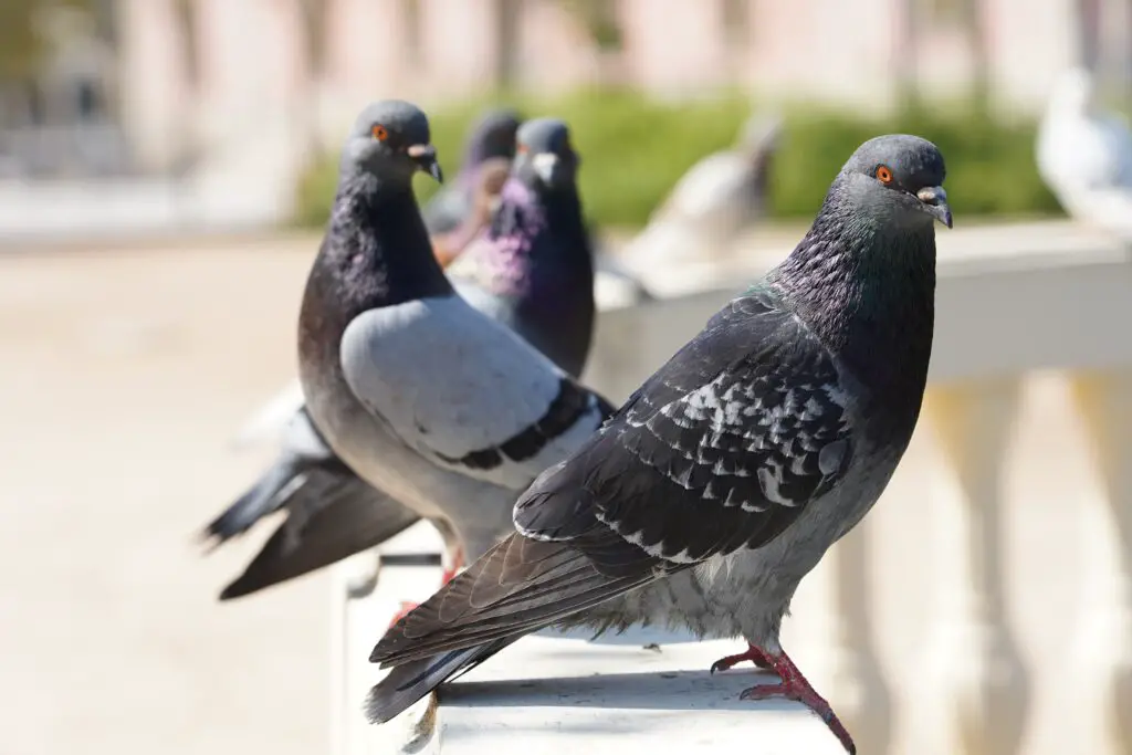 Are pigeons and doves the same?