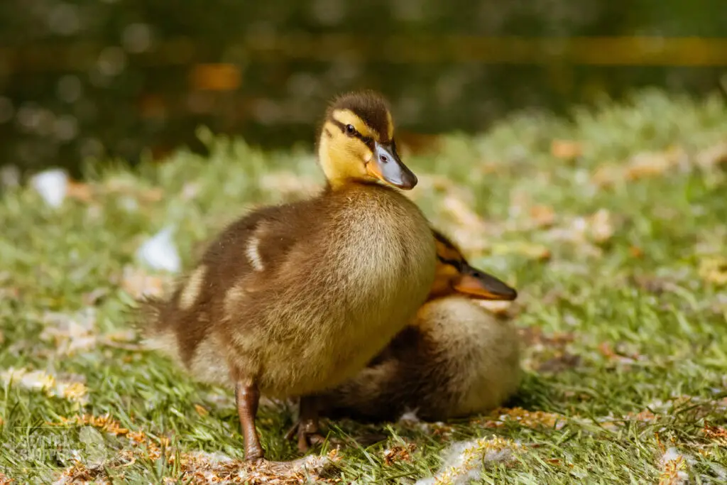 Appleyard Ducklings