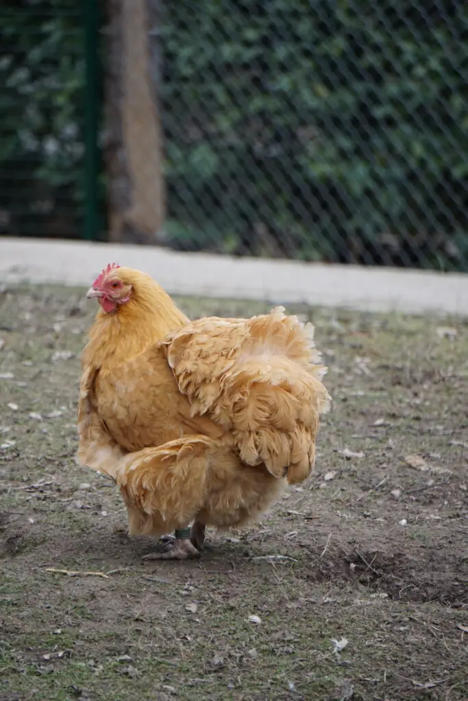 Why Do Chickens Sneeze?